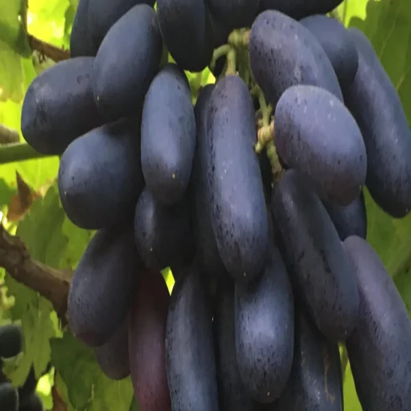 Black Sharad Seedless Grapes Angoor Layering/Grafted Fruit Live Plant - Image 4
