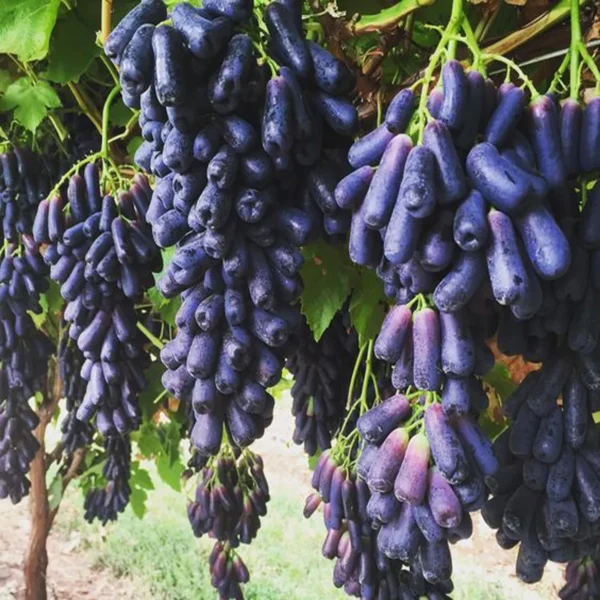 Black Sharad Seedless Grapes Angoor Layering/Grafted Fruit Live Plant - Image 5