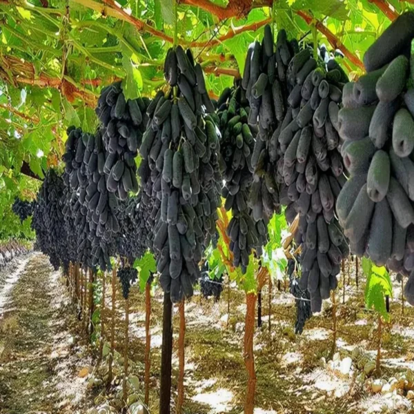 Black Sharad Seedless Grapes Angoor Layering/Grafted Fruit Live Plant - Image 2