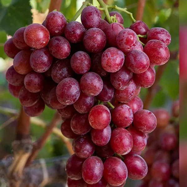 Red Flame Seedless Grapes Angoor Layering/Grafted Fruit Live Plant - Image 2
