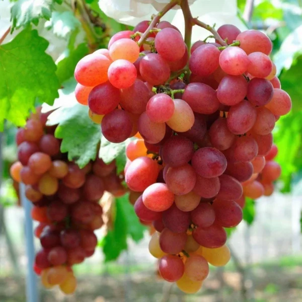 Red Flame Seedless Grapes Angoor Layering/Grafted Fruit Live Plant - Image 3
