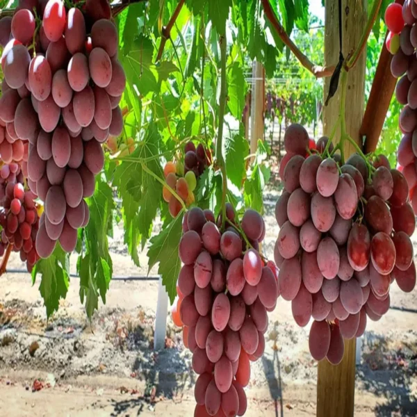 Red Flame Seedless Grapes Angoor Layering/Grafted Fruit Live Plant - Image 4