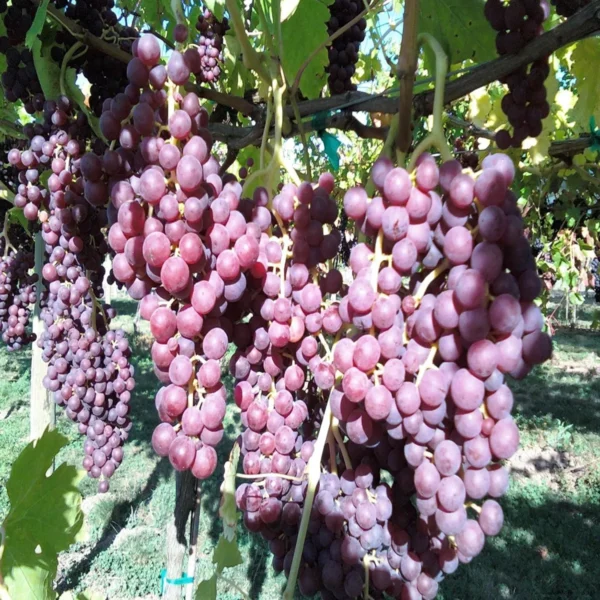 Red Flame Seedless Grapes Angoor Layering/Grafted Fruit Live Plant - Image 5