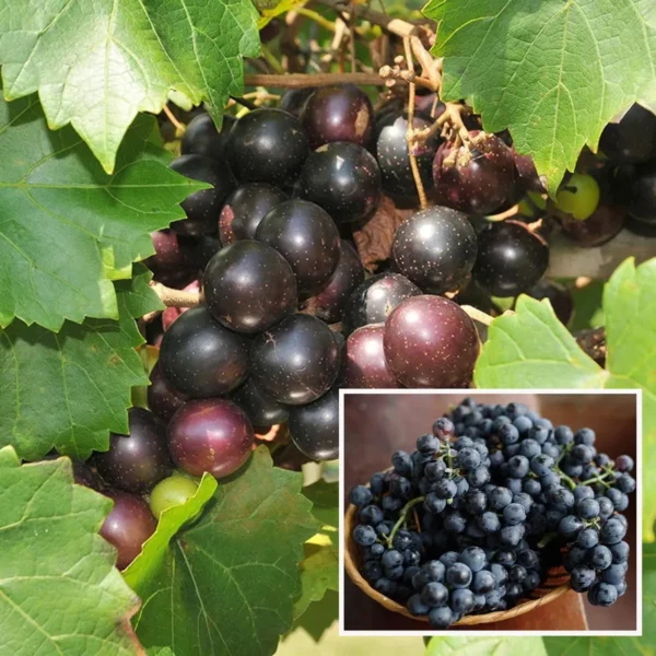 Black Grapes Angoor Layering/Grafted Fruit Live Plant