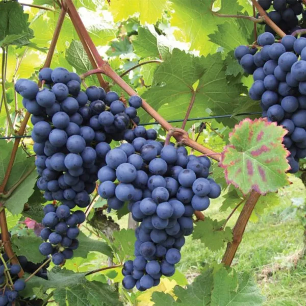 Black Grapes Angoor Layering/Grafted Fruit Live Plant - Image 2