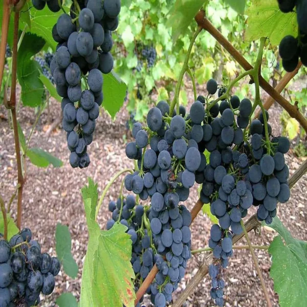Black Grapes Angoor Layering/Grafted Fruit Live Plant - Image 3