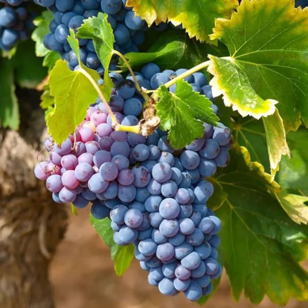 Black Grapes Angoor Layering/Grafted Fruit Live Plant - Image 4
