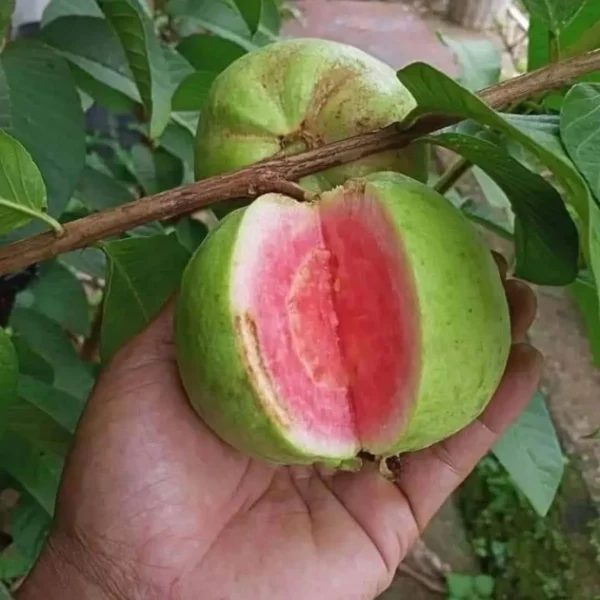 Pink Lalit Lalitha Guava Amrood Layering/Grafted Fruit Live Plant - Image 2