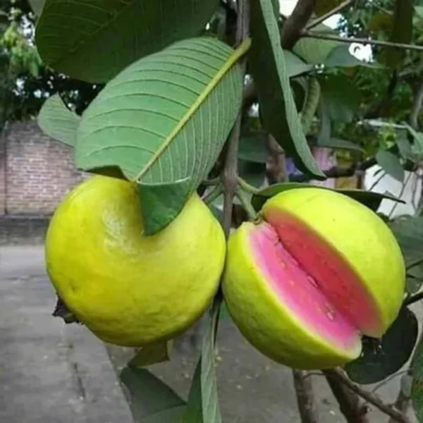 Pink Lalit Lalitha Guava Amrood Layering/Grafted Fruit Live Plant - Image 3