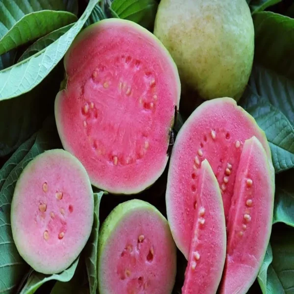 Pink Lalit Lalitha Guava Amrood Layering/Grafted Fruit Live Plant - Image 4