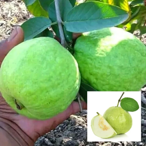 Sardar Lucknow-49 L-49 Guava Amrood Layering/Grafted Fruit Live Plant