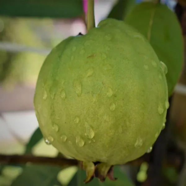 Sardar Lucknow-49 L-49 Guava Amrood Layering/Grafted Fruit Live Plant - Image 2