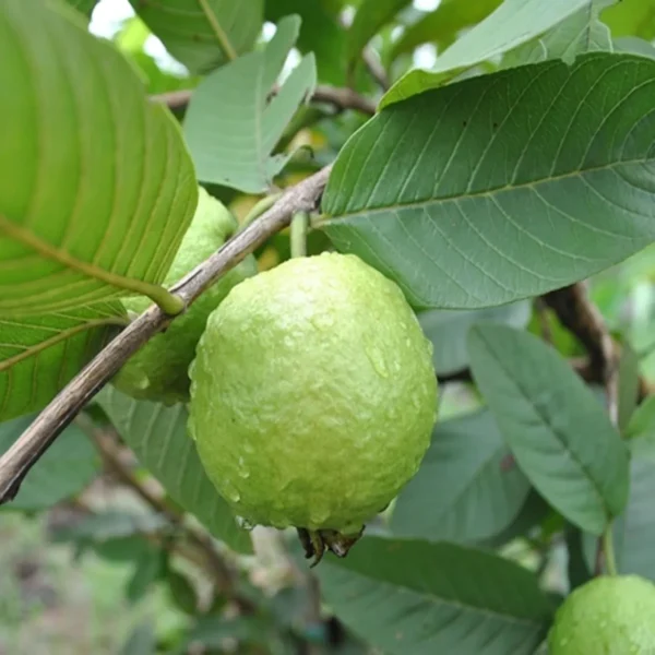 Sardar Lucknow-49 L-49 Guava Amrood Layering/Grafted Fruit Live Plant - Image 3