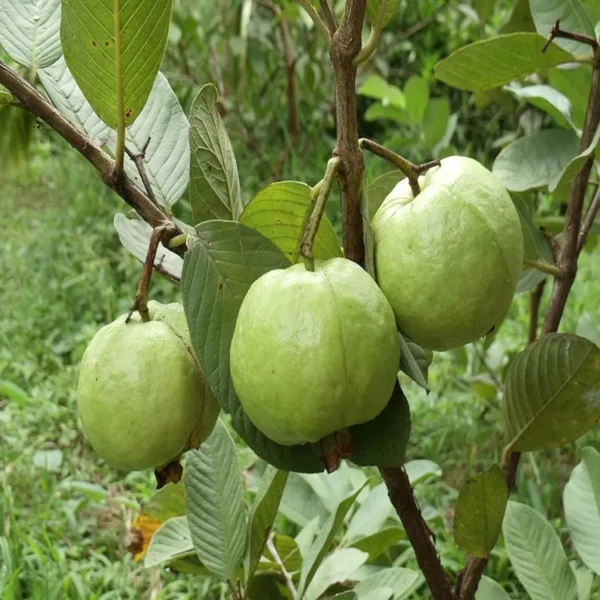 Sardar Lucknow-49 L-49 Guava Amrood Layering/Grafted Fruit Live Plant - Image 4