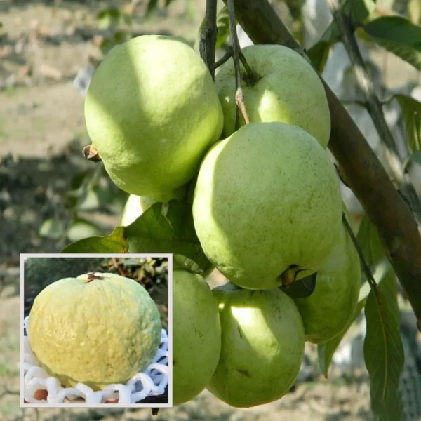 Vnr Bihi Guava Amrood Layering/Grafted Fruit Live Plant