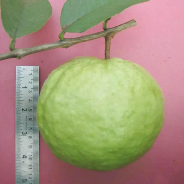 Vnr Bihi Guava Amrood Layering/Grafted Fruit Live Plant - Image 2