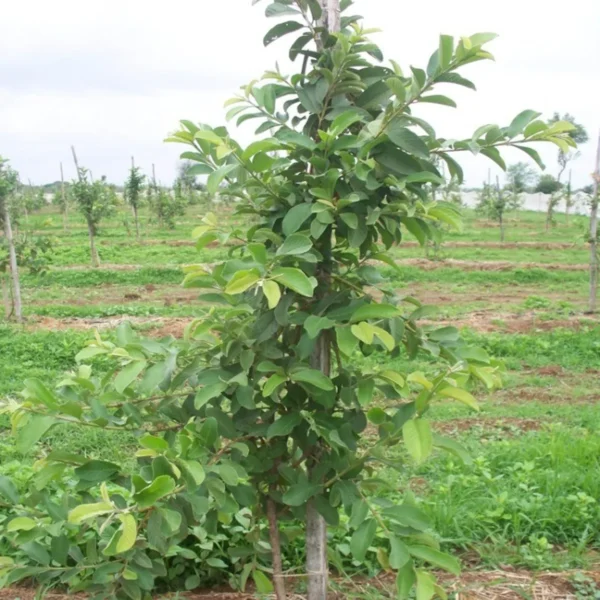 Vnr Bihi Guava Amrood Layering/Grafted Fruit Live Plant - Image 3