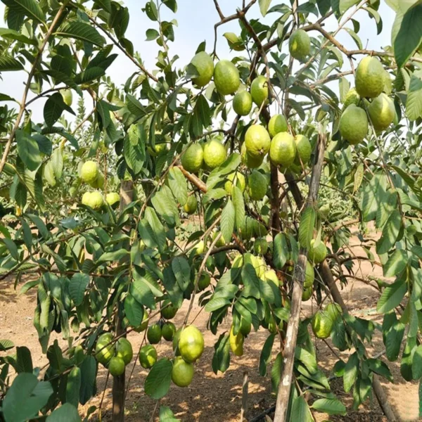 Vnr Bihi Guava Amrood Layering/Grafted Fruit Live Plant - Image 4