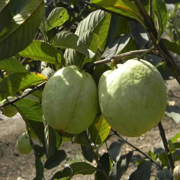 Vnr Bihi Guava Amrood Layering/Grafted Fruit Live Plant - Image 5