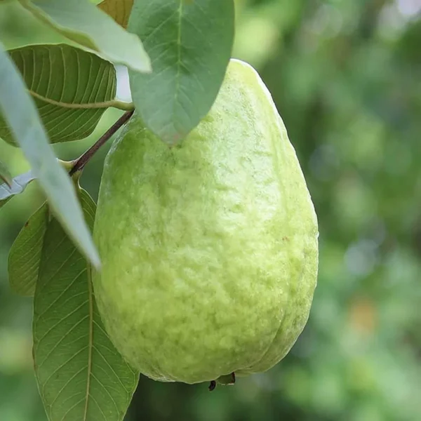 Thai 7 Guava Organic Fruit Plant Grafted - Image 2
