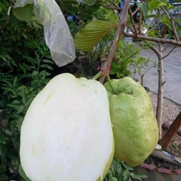 Thai 7 Guava Organic Fruit Plant Grafted - Image 3
