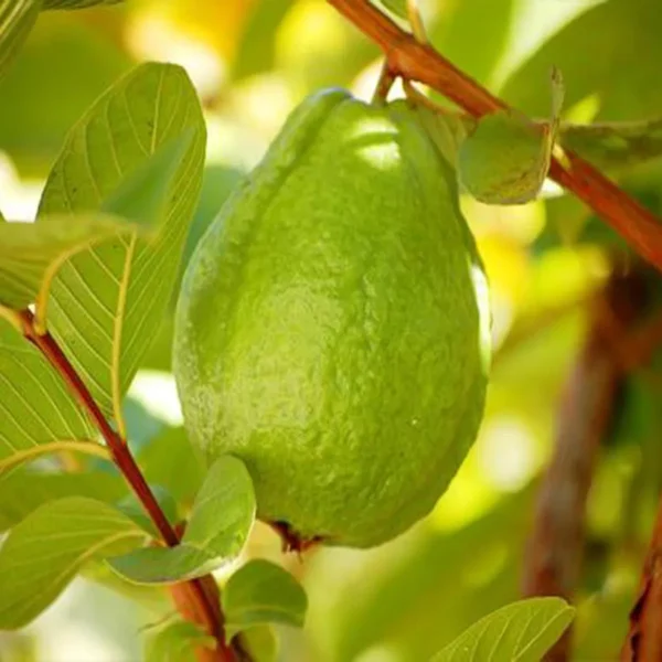Thai 7 Guava Organic Fruit Plant Grafted - Image 4