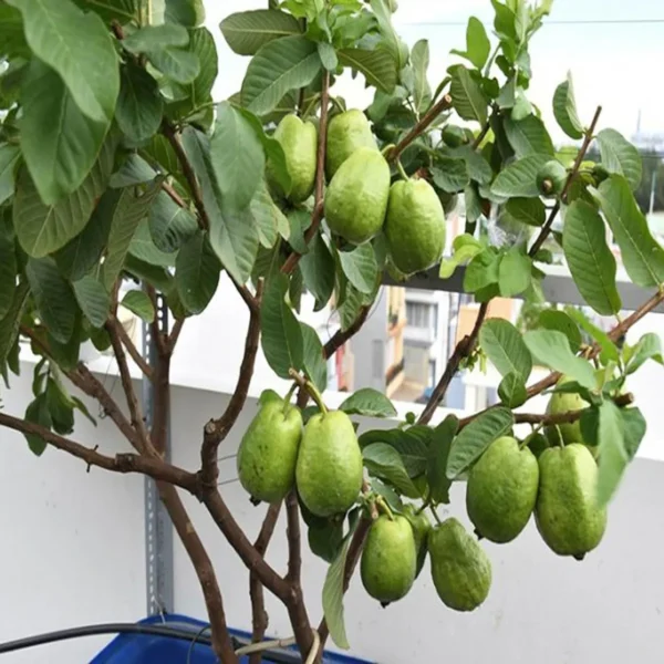 Thai 7 Guava Organic Fruit Plant Grafted - Image 5
