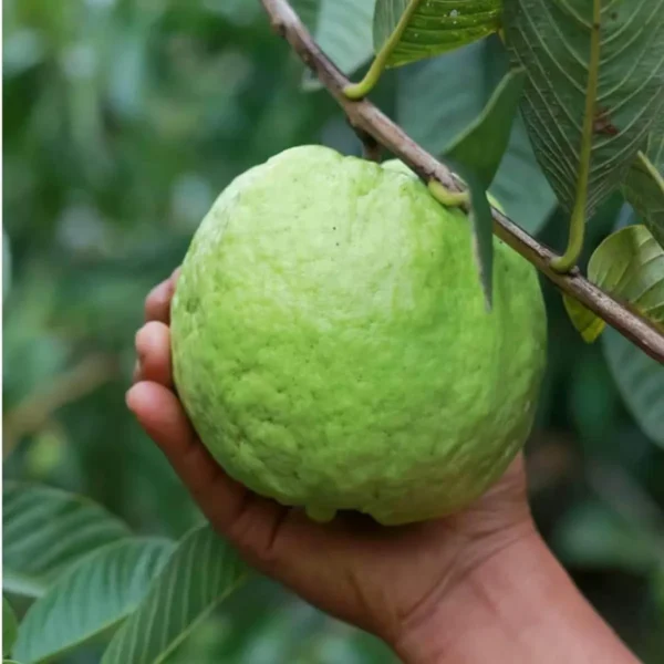 Kg Big Size Guava Amrood Layering/Grafted Fruit Live Plant - Image 2