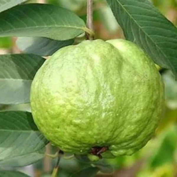Kg Big Size Guava Amrood Layering/Grafted Fruit Live Plant - Image 3