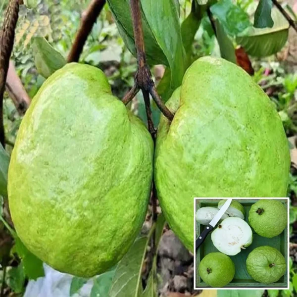 Super Kiran Thai 5 Guava Amrood Layering/Grafted Fruit Live Plant