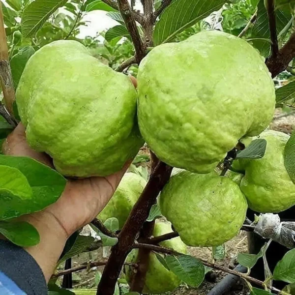 Thai Super Kiran Guava Grafting - Image 2