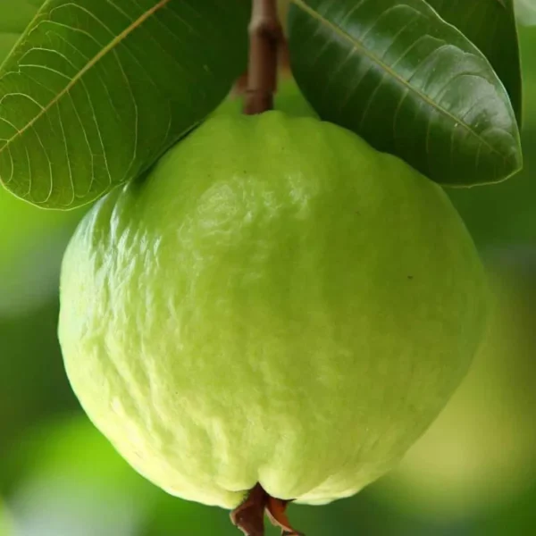 Thai Super Kiran Guava Grafting - Image 3