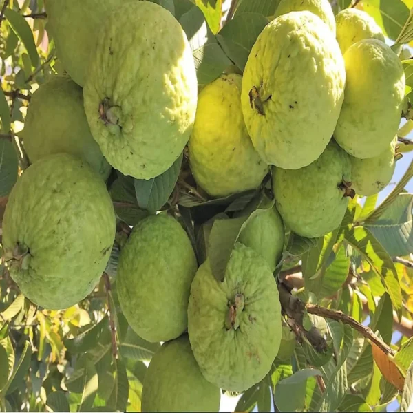 Thai Super Kiran Guava Grafting - Image 4