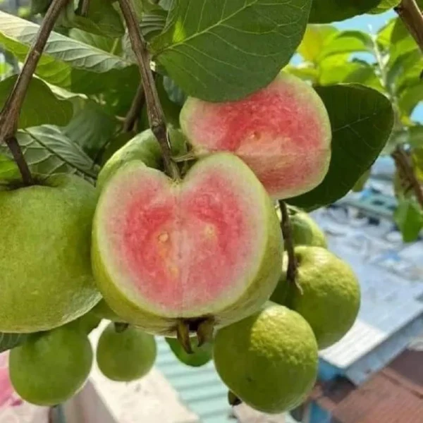 Madhuri Guava Amrood Layering/Grafted Fruit Live Plant - Image 2