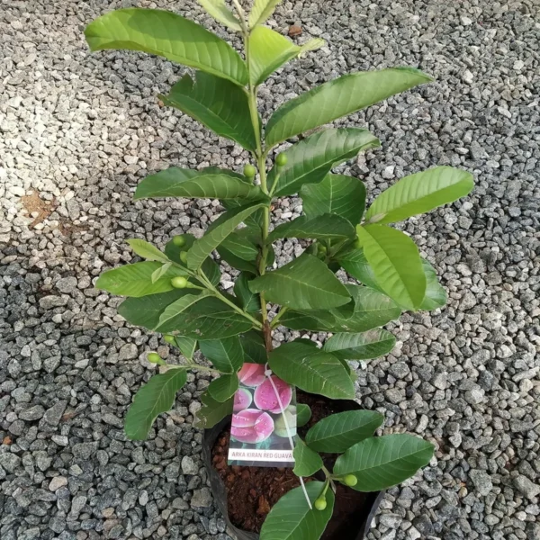 Madhuri Guava Amrood Layering/Grafted Fruit Live Plant - Image 3