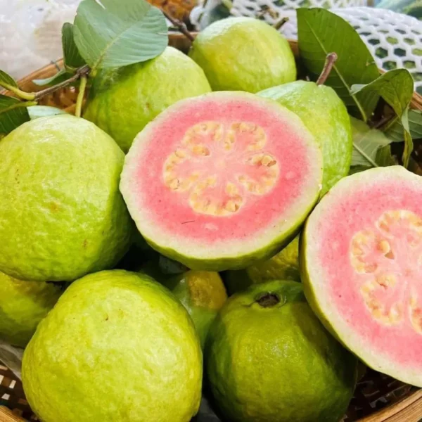 Madhuri Guava Amrood Layering/Grafted Fruit Live Plant - Image 4