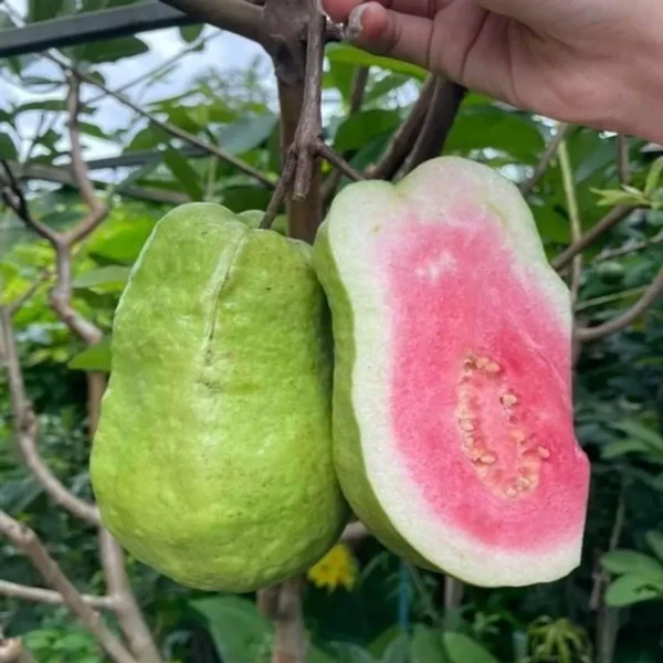 Taiwan Pink Guava Amrood Layering/Grafted Fruit Live Plant - Image 2