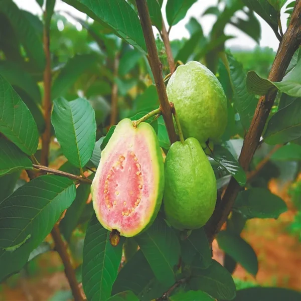 Taiwan Pink Guava Amrood Layering/Grafted Fruit Live Plant - Image 3