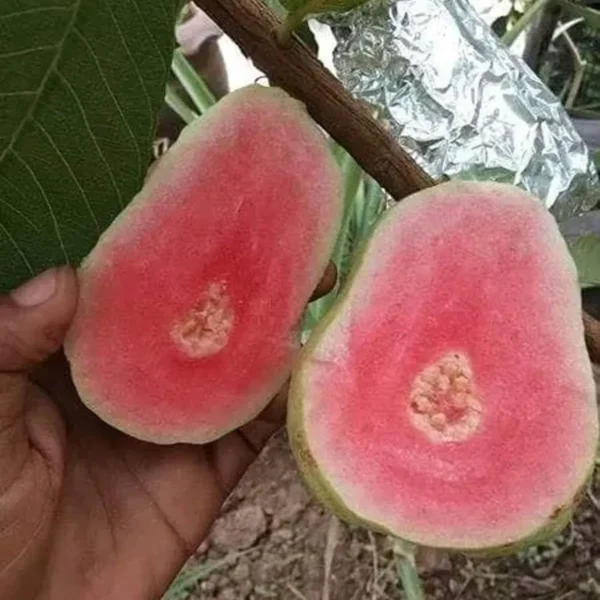 Taiwan Pink Guava Amrood Layering/Grafted Fruit Live Plant - Image 4
