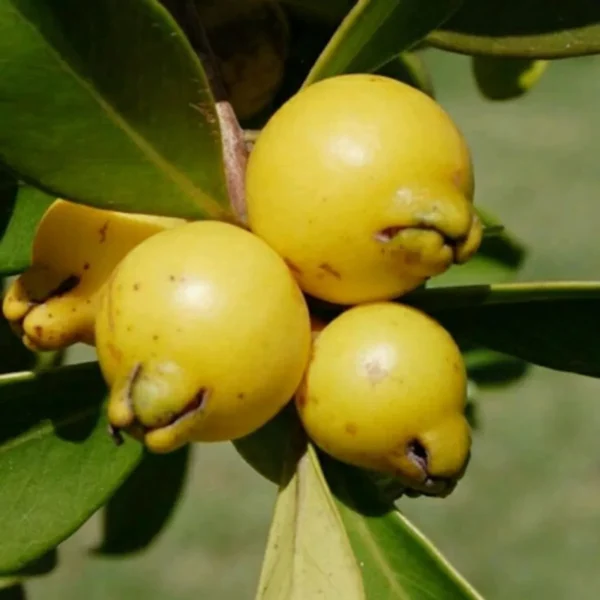 Yellow Strawberry Guava Amrood Layering/Grafted Fruit Live Plant (1.5-3 Feet Height) - Image 2