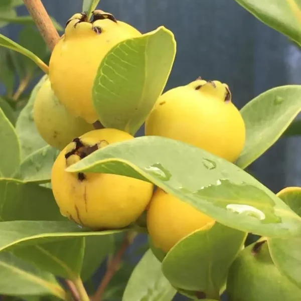 Yellow Strawberry Guava Amrood Layering/Grafted Fruit Live Plant (1.5-3 Feet Height) - Image 3