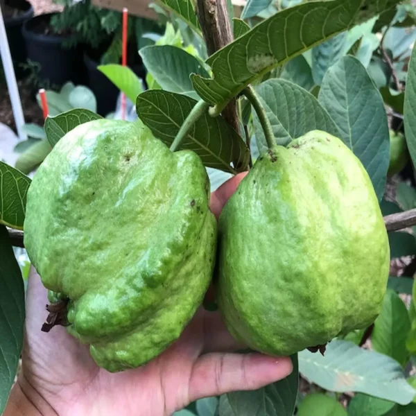 Seedless White Diamond Guava Amrood Layering/Grafted Fruit Live Plant - Image 2