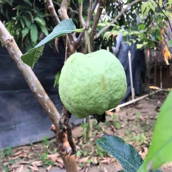 Seedless White Diamond Guava Amrood Layering/Grafted Fruit Live Plant - Image 3