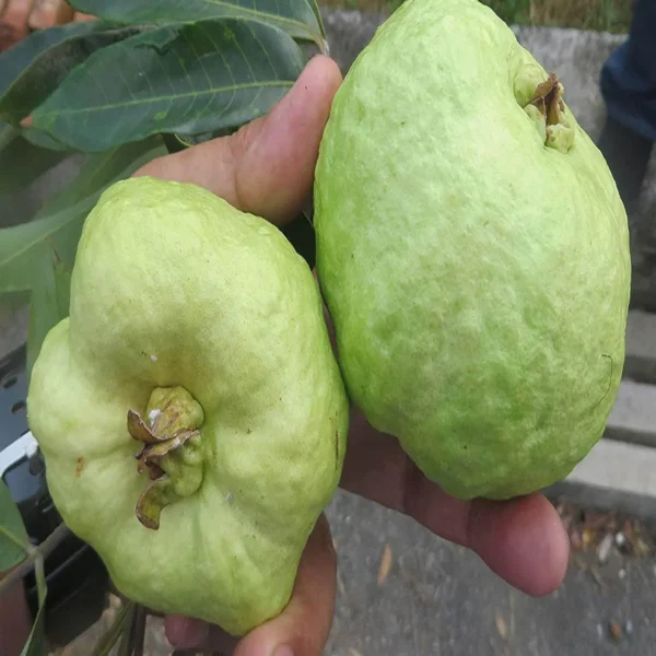 Seedless White Diamond Guava Amrood Layering/Grafted Fruit Live Plant - Image 4
