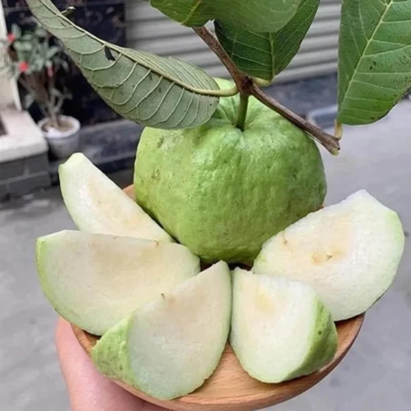 Seedless White Diamond Guava Amrood Layering/Grafted Fruit Live Plant - Image 5