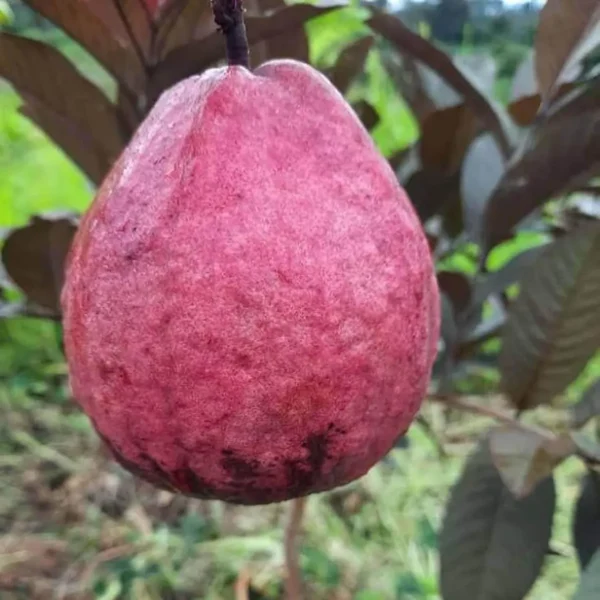 Red Malaysian Guava Amrood Layering/Grafted Fruit Live Plant - Image 2