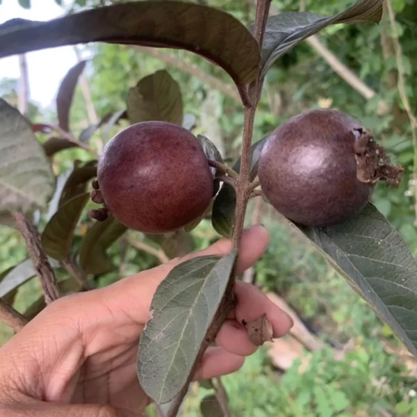 Red Malaysian Guava Amrood Layering/Grafted Fruit Live Plant - Image 3