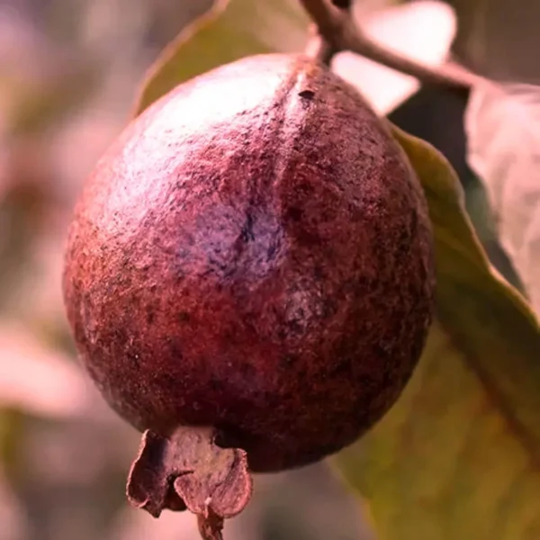 Red Malaysian Guava Amrood Layering/Grafted Fruit Live Plant - Image 5
