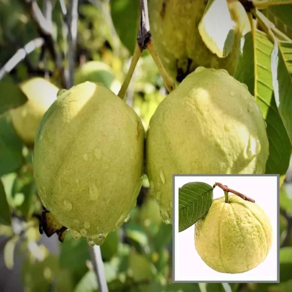 Thai Golden 8 Guava Amrood La erin /Grafted Fruit Live Plant