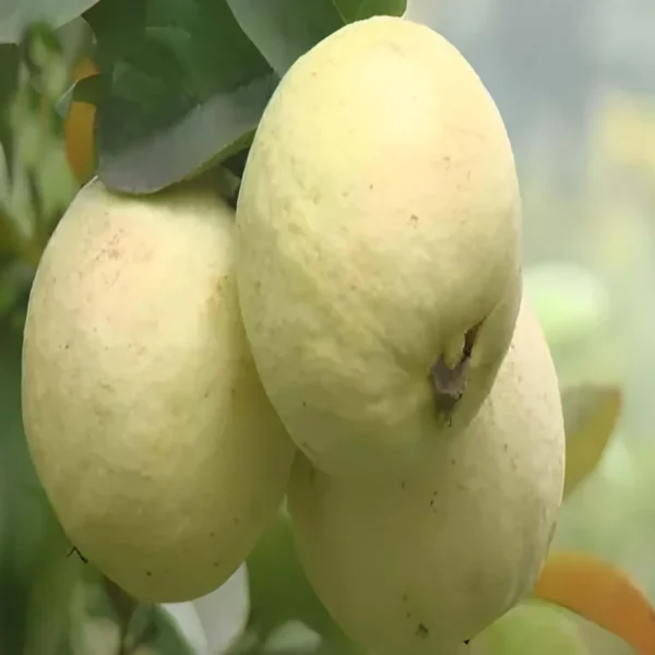 Thai Golden 8 Guava Amrood La erin /Grafted Fruit Live Plant - Image 2
